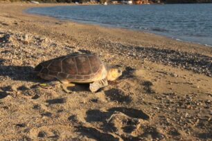 Δείτε από κοντά την απελευθέρωση μιας θαλάσσιας χελώνας καρέτα - καρέτα στα νερά του Αργοσαρωνικού